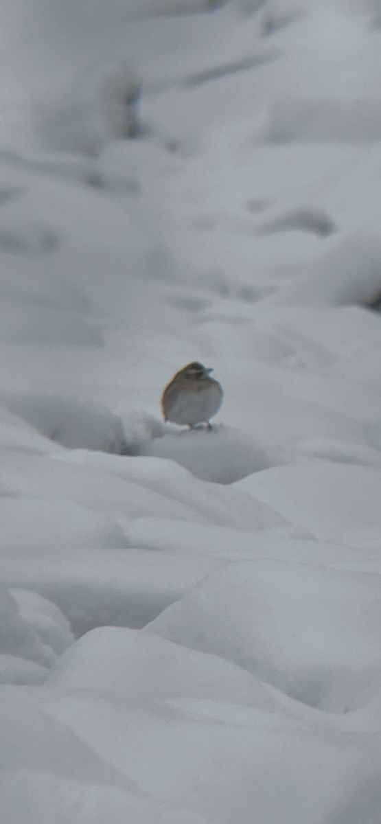 Horned Lark - ML646916027