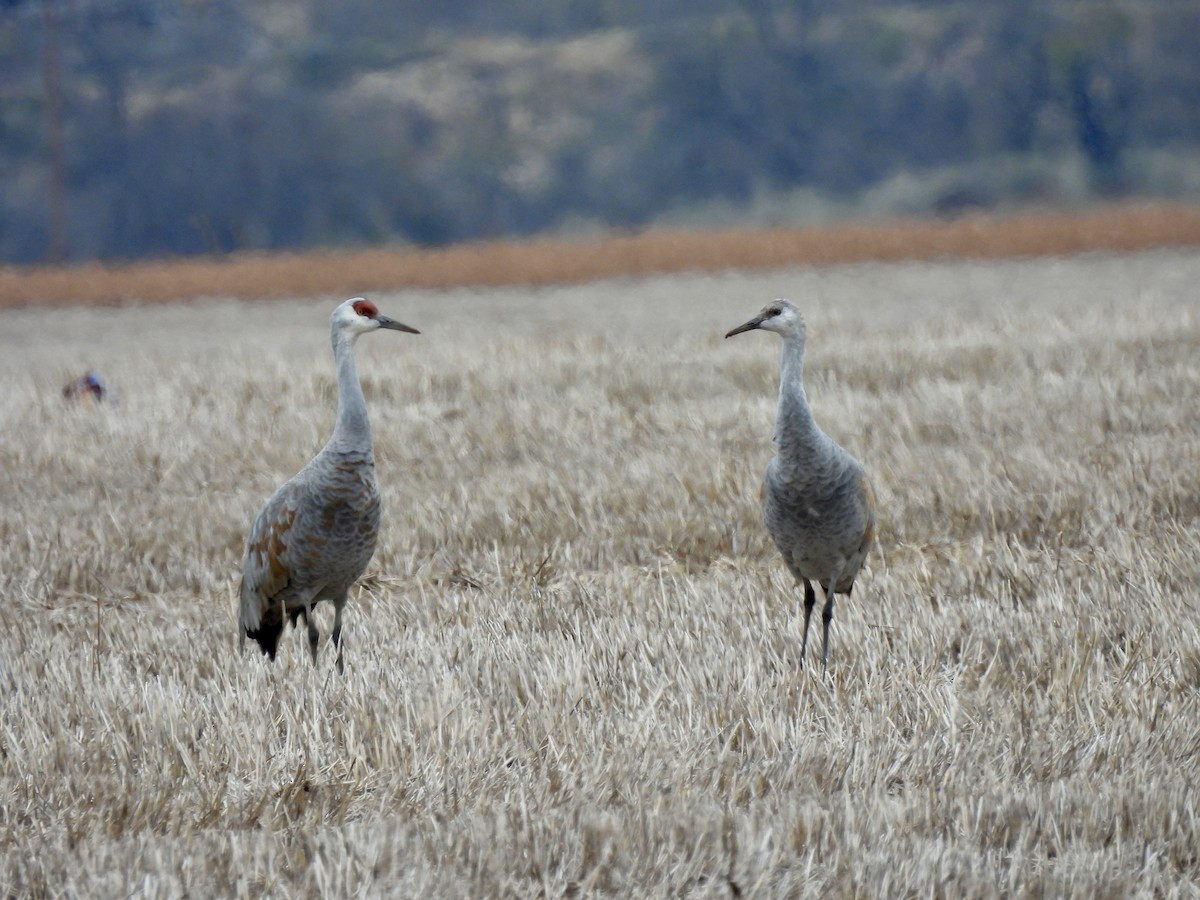 Sandhill Crane - ML646916028