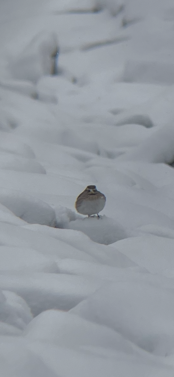 Horned Lark - ML646916029