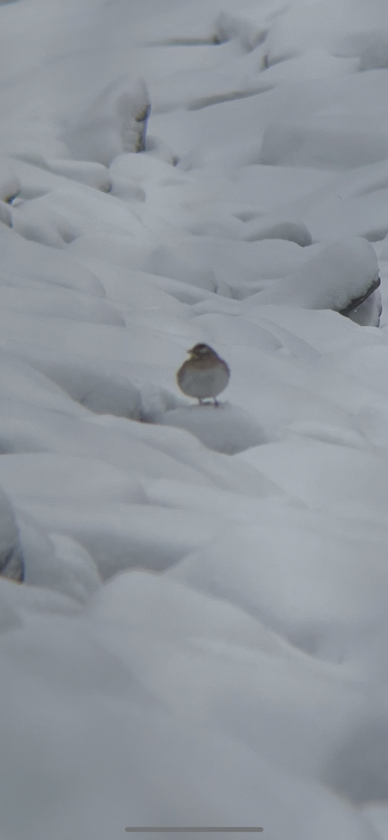 Horned Lark - ML646916030