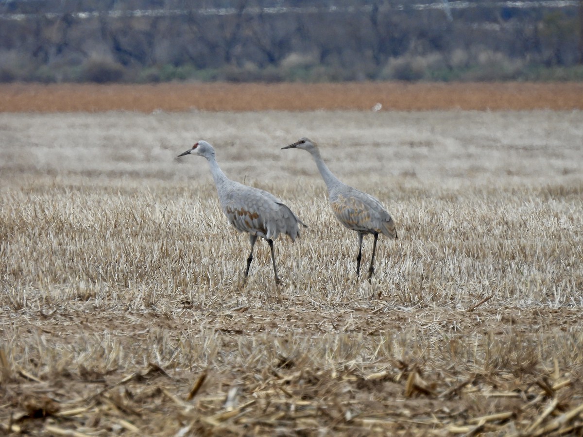 Sandhill Crane - ML646916031