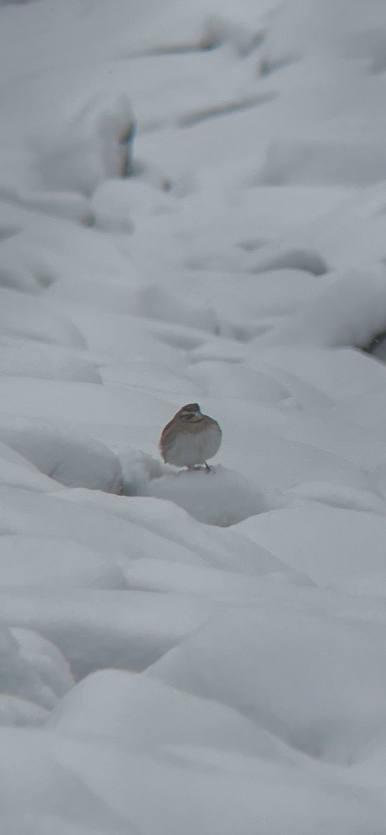 Horned Lark - ML646916032