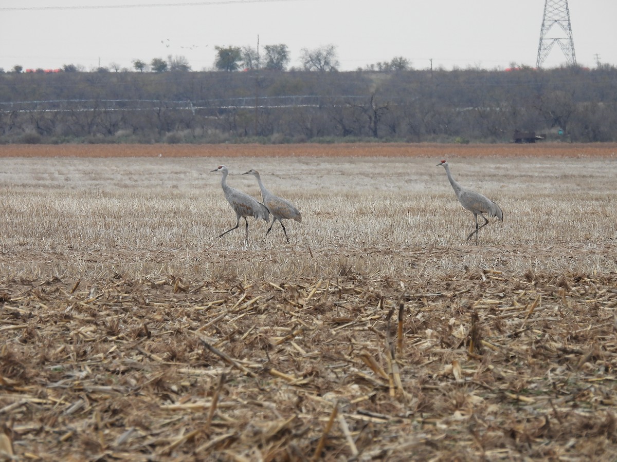 Sandhill Crane - ML646916034