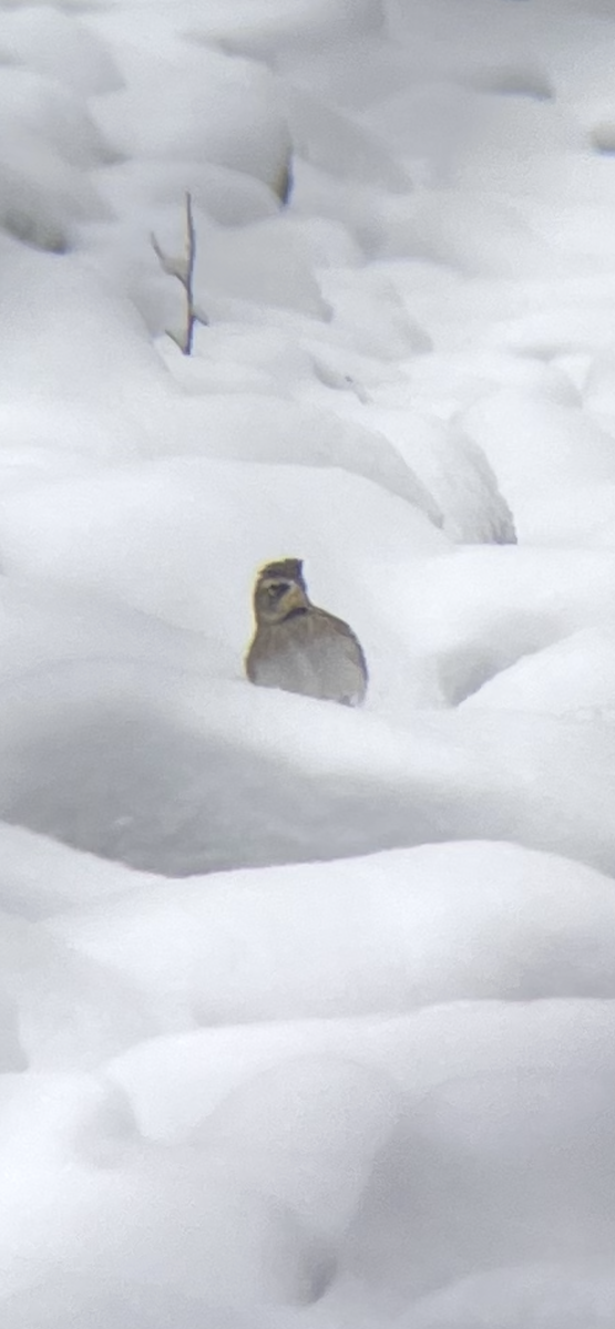 Horned Lark - ML646916035