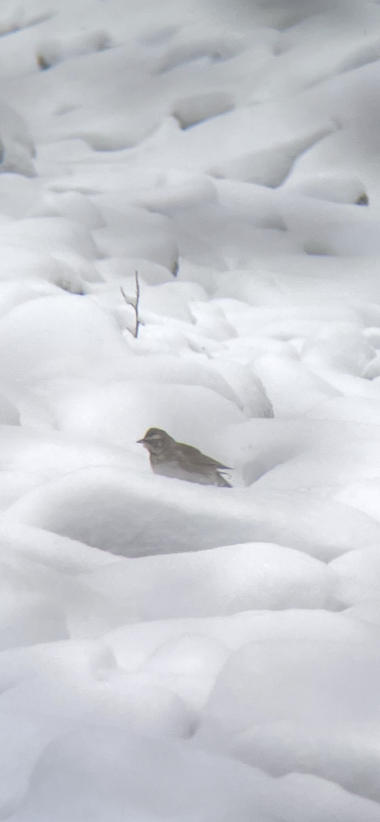 Horned Lark - ML646916036