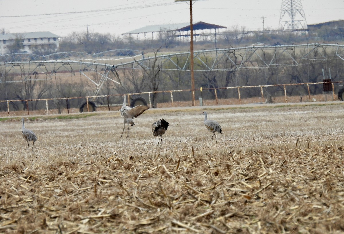 Sandhill Crane - ML646916037