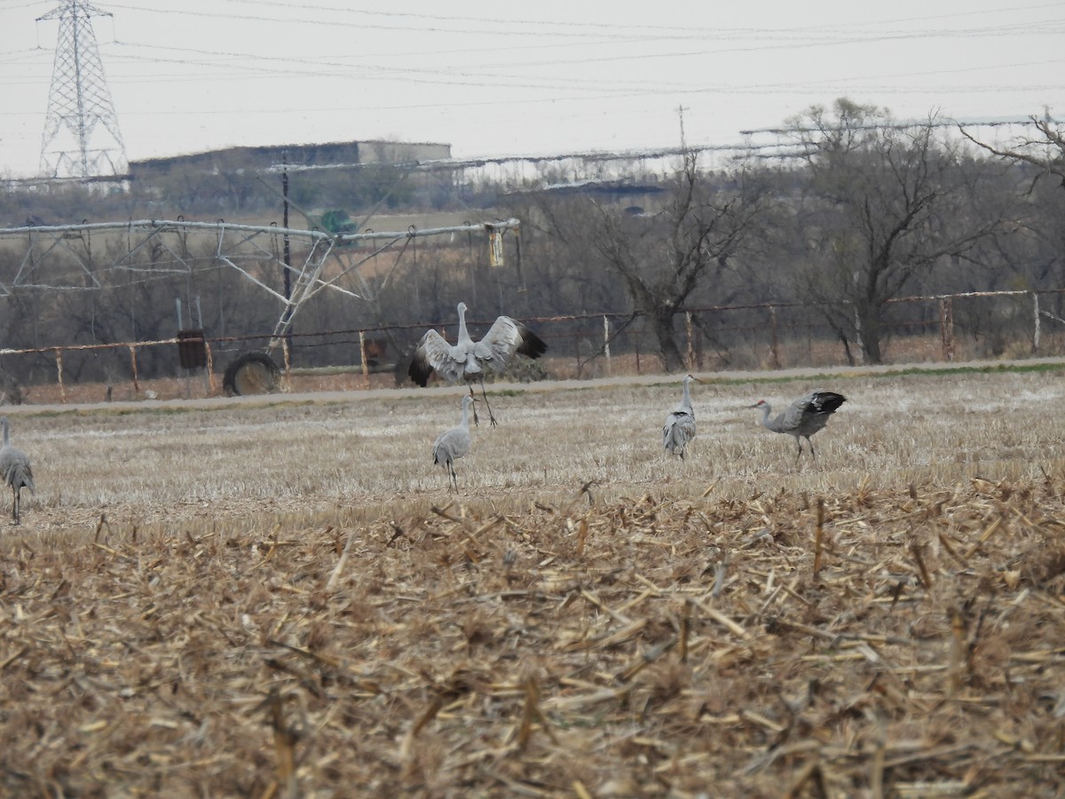 Sandhill Crane - ML646916038