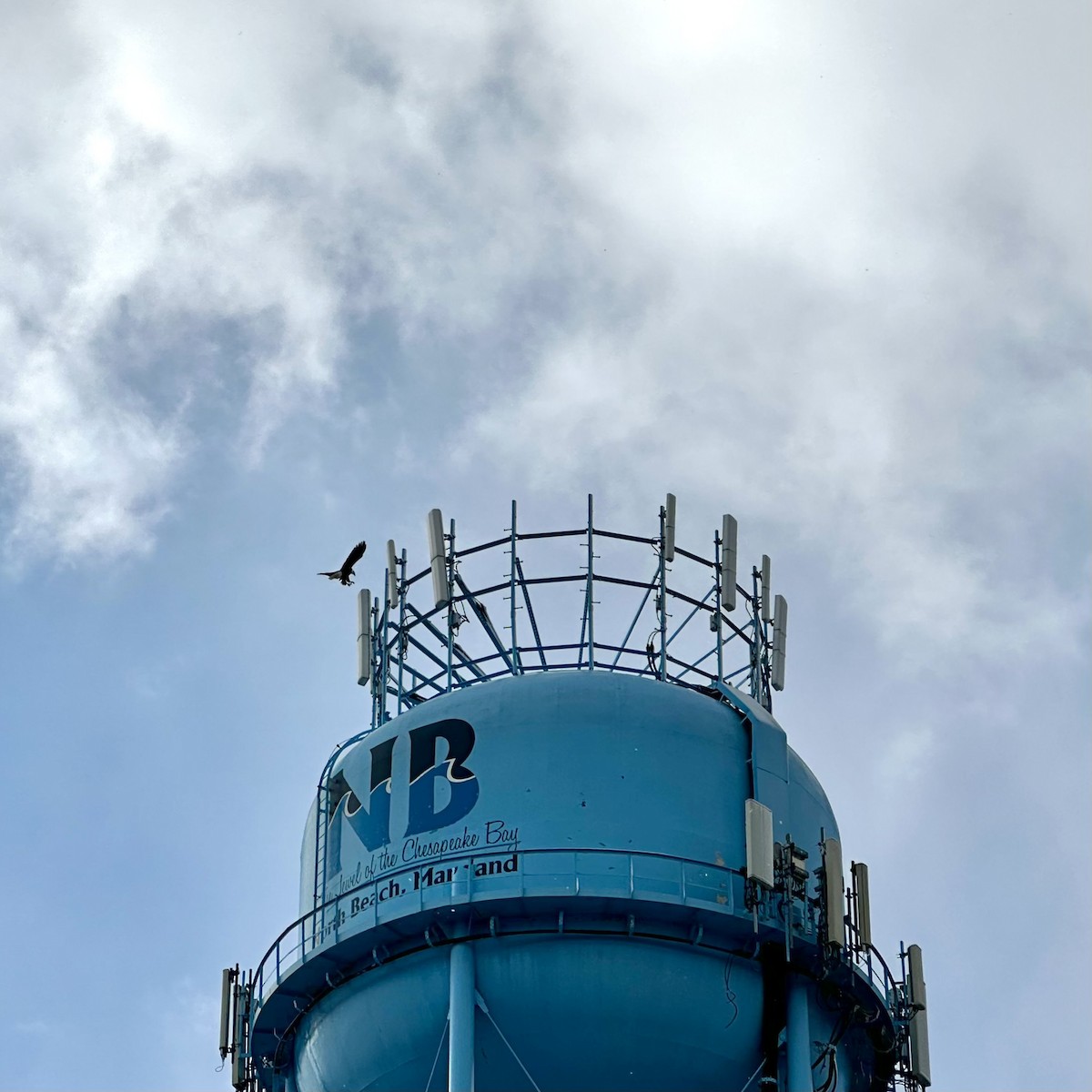 Белоголовый орлан - ML646916040