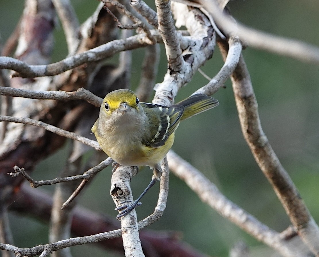 White-eyed Vireo - ML646916041