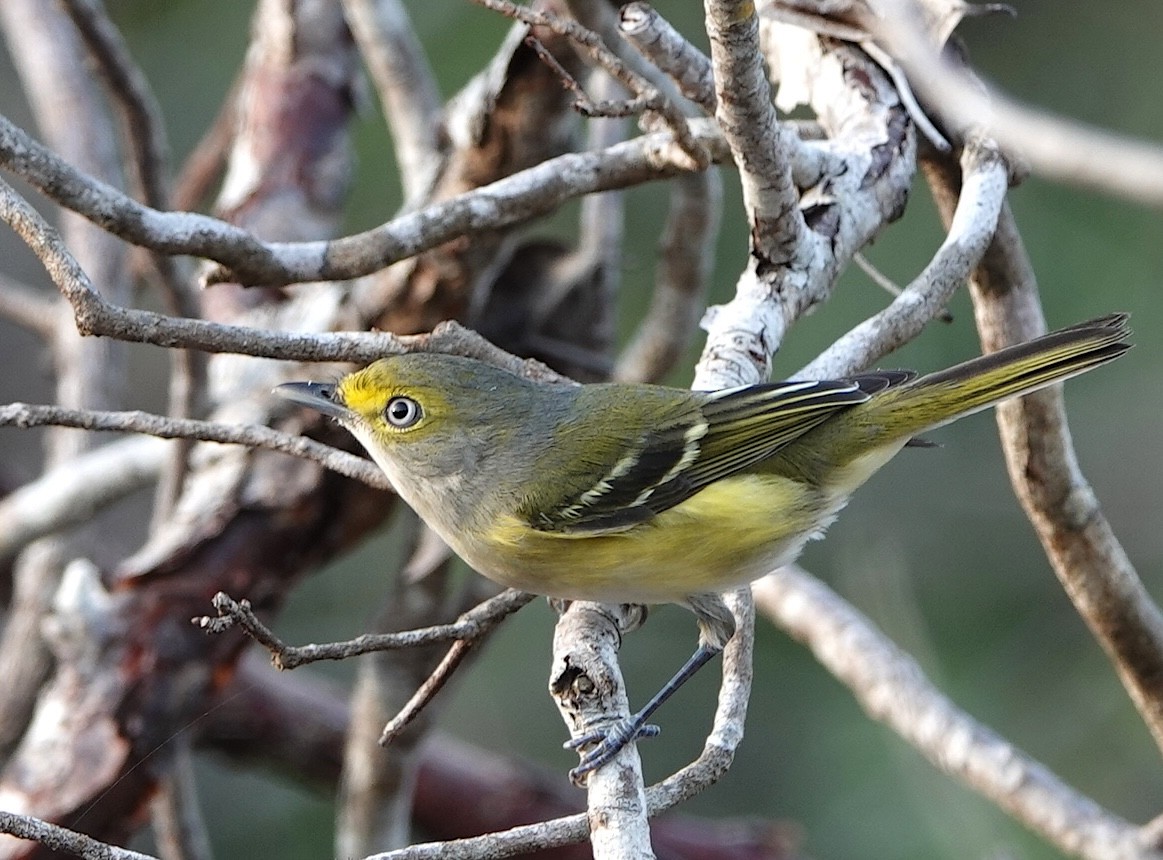White-eyed Vireo - ML646916042