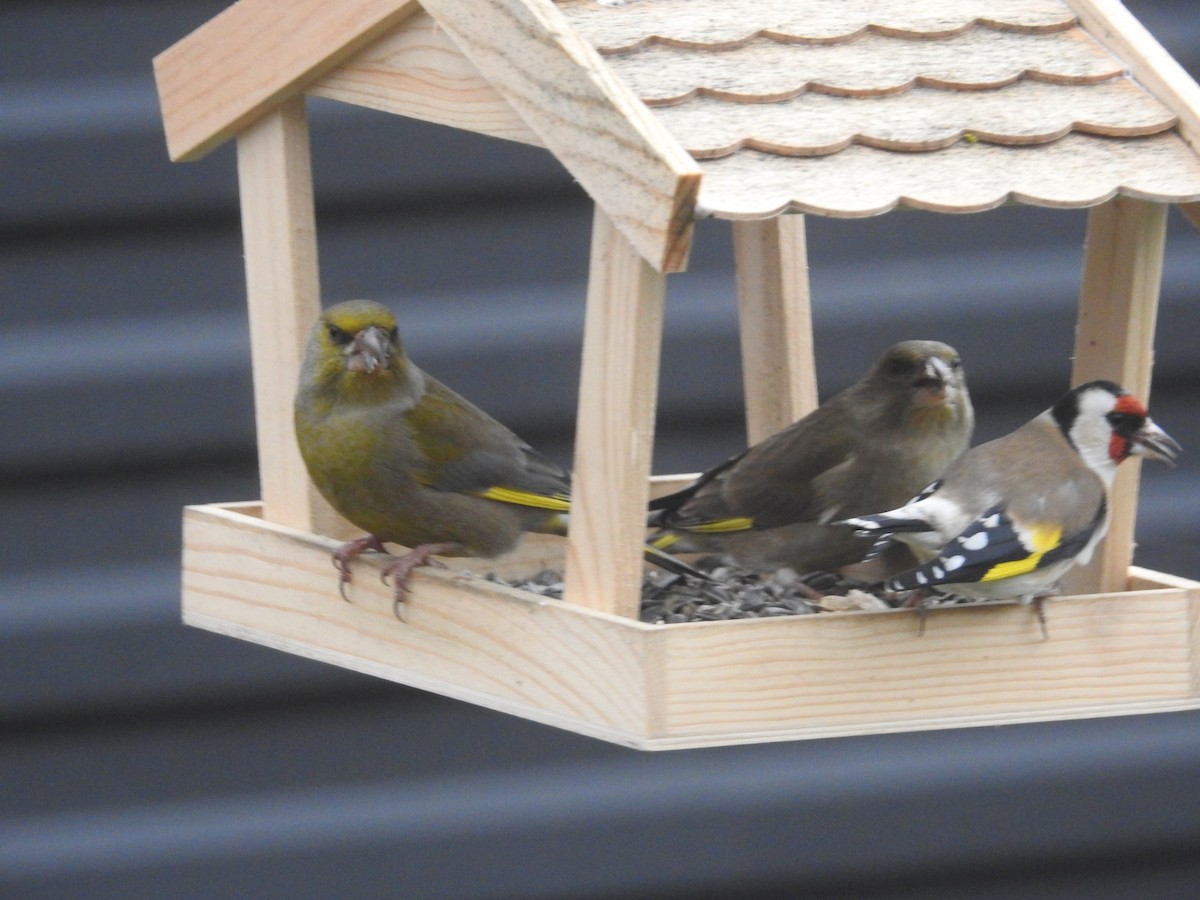 Florya - ML646916044