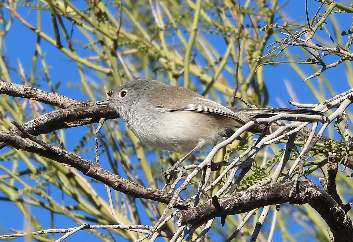 leskot pokřovní - ML646916046