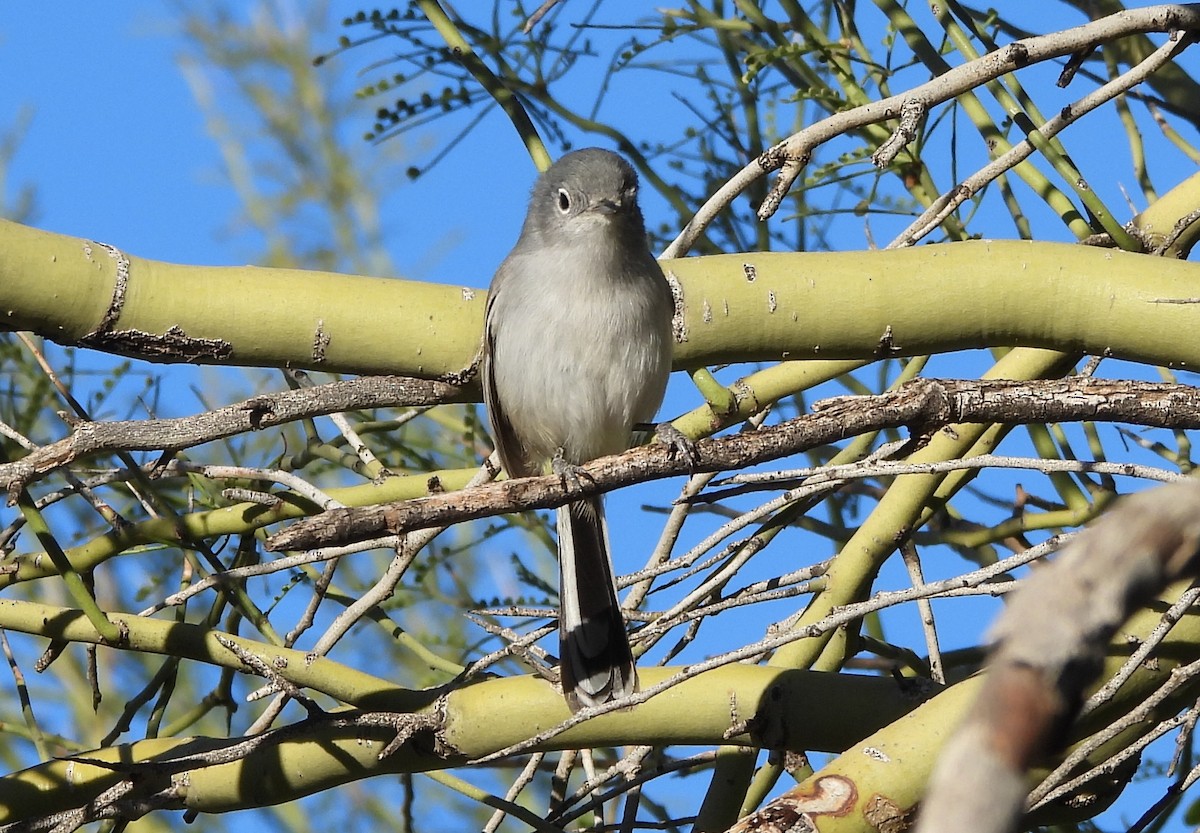 leskot pokřovní - ML646916047