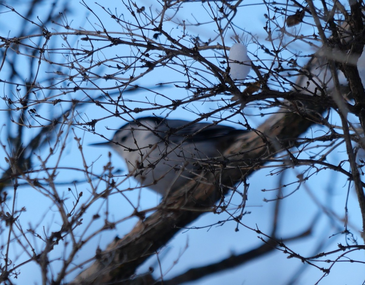 White-breasted Nuthatch - ML646916049
