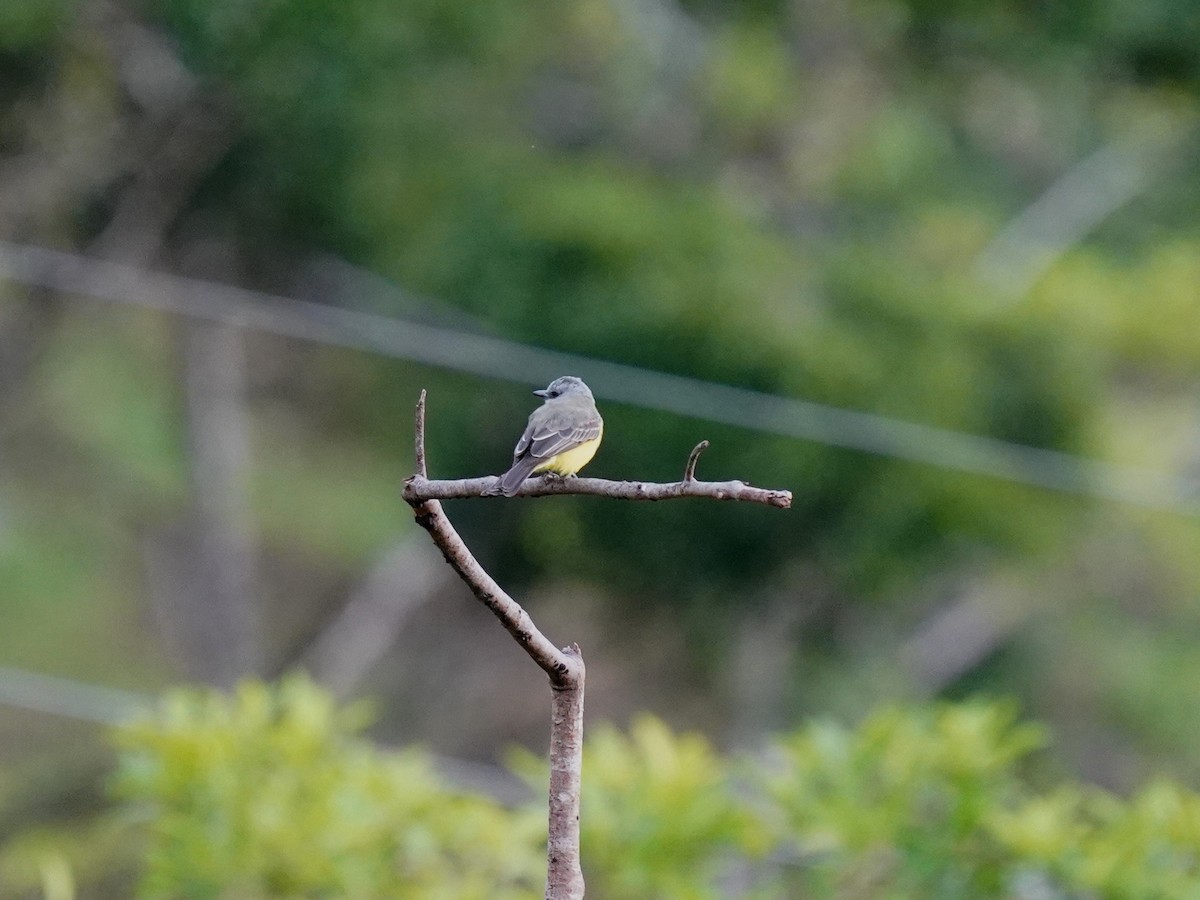 Tropical Kingbird - ML646916052