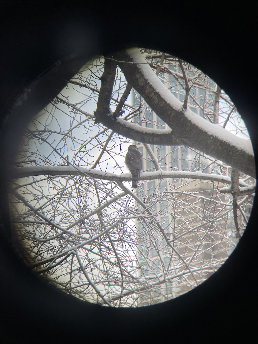 Cooper's Hawk - ML646916056