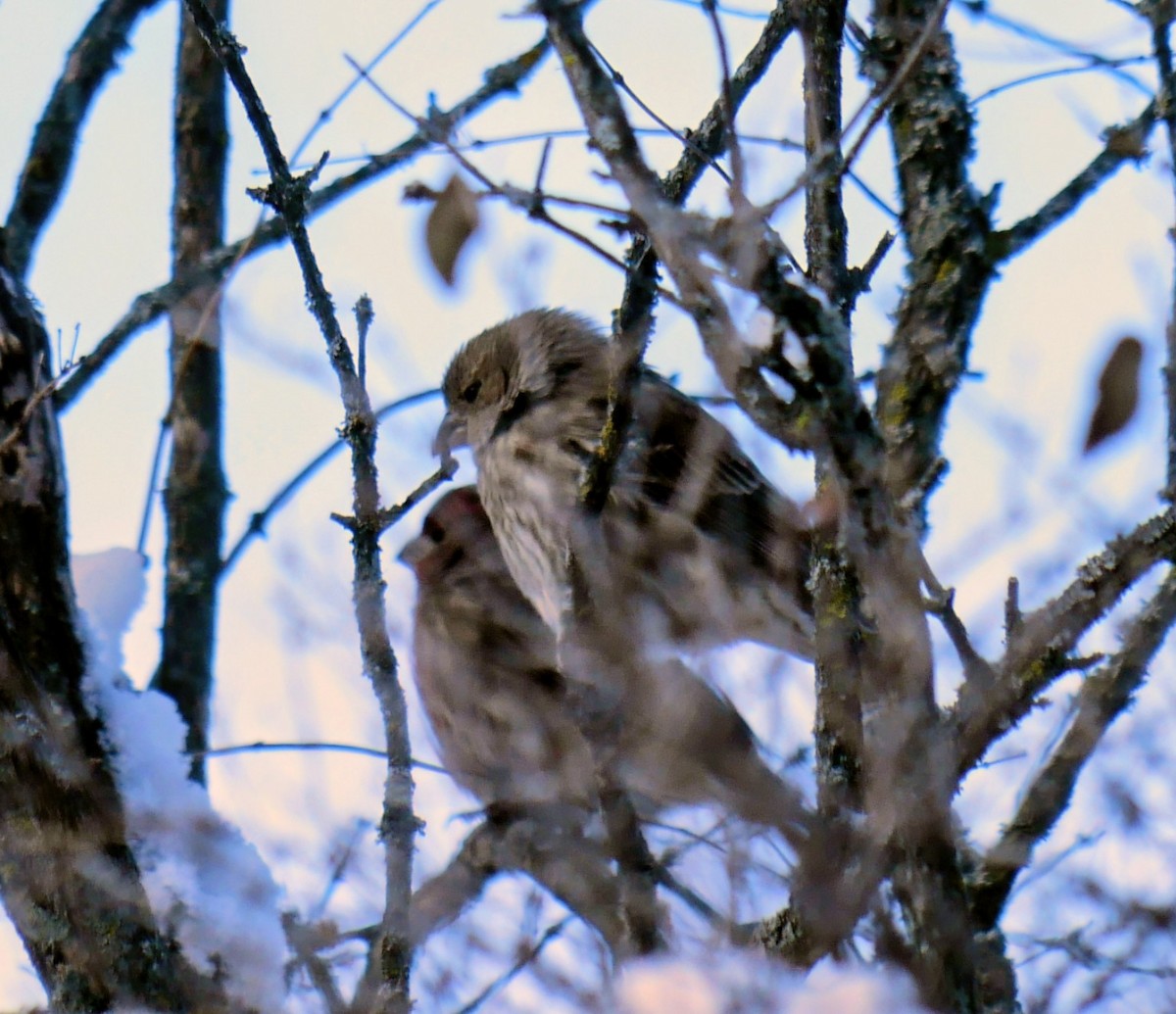 House Finch - ML646916057