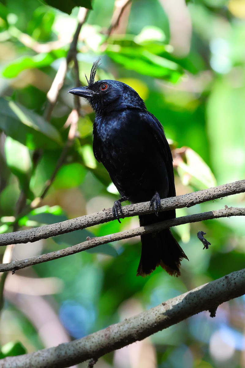 Crested Drongo (Madagascar) - ML646916058