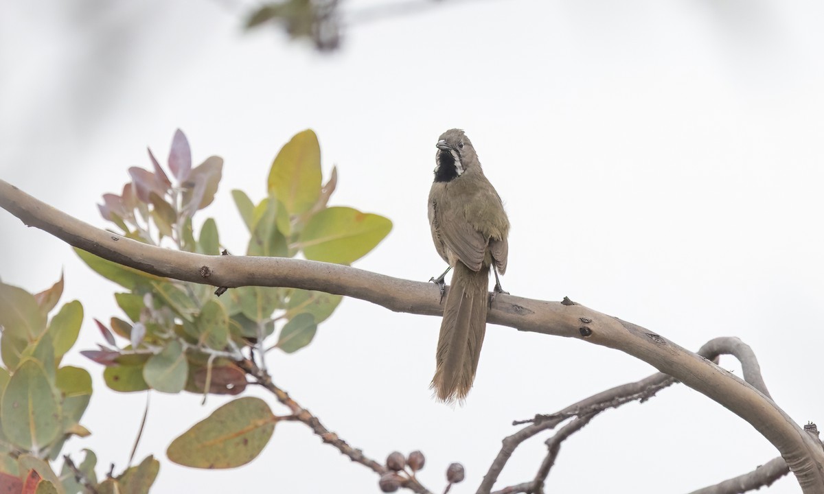 Western Whipbird (Black-throated) - ML646916059