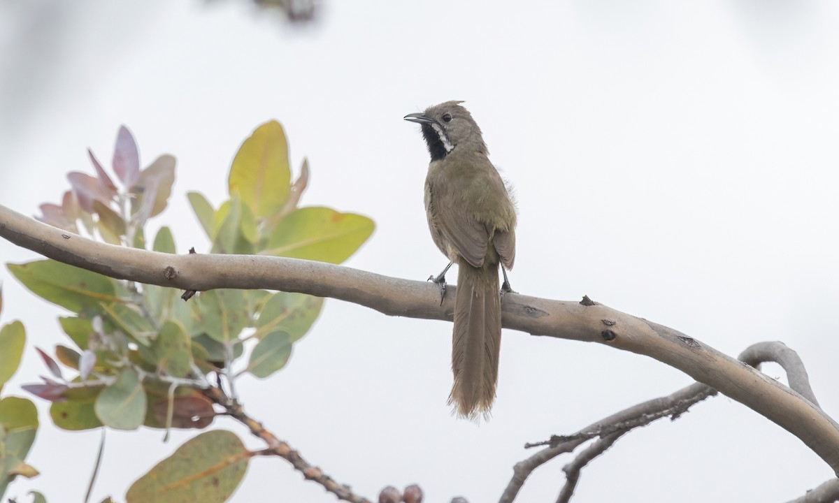 Western Whipbird (Black-throated) - ML646916060