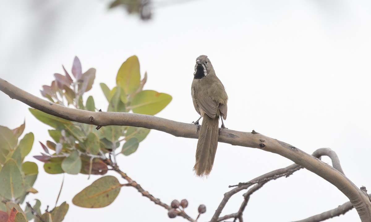 Western Whipbird (Black-throated) - ML646916061
