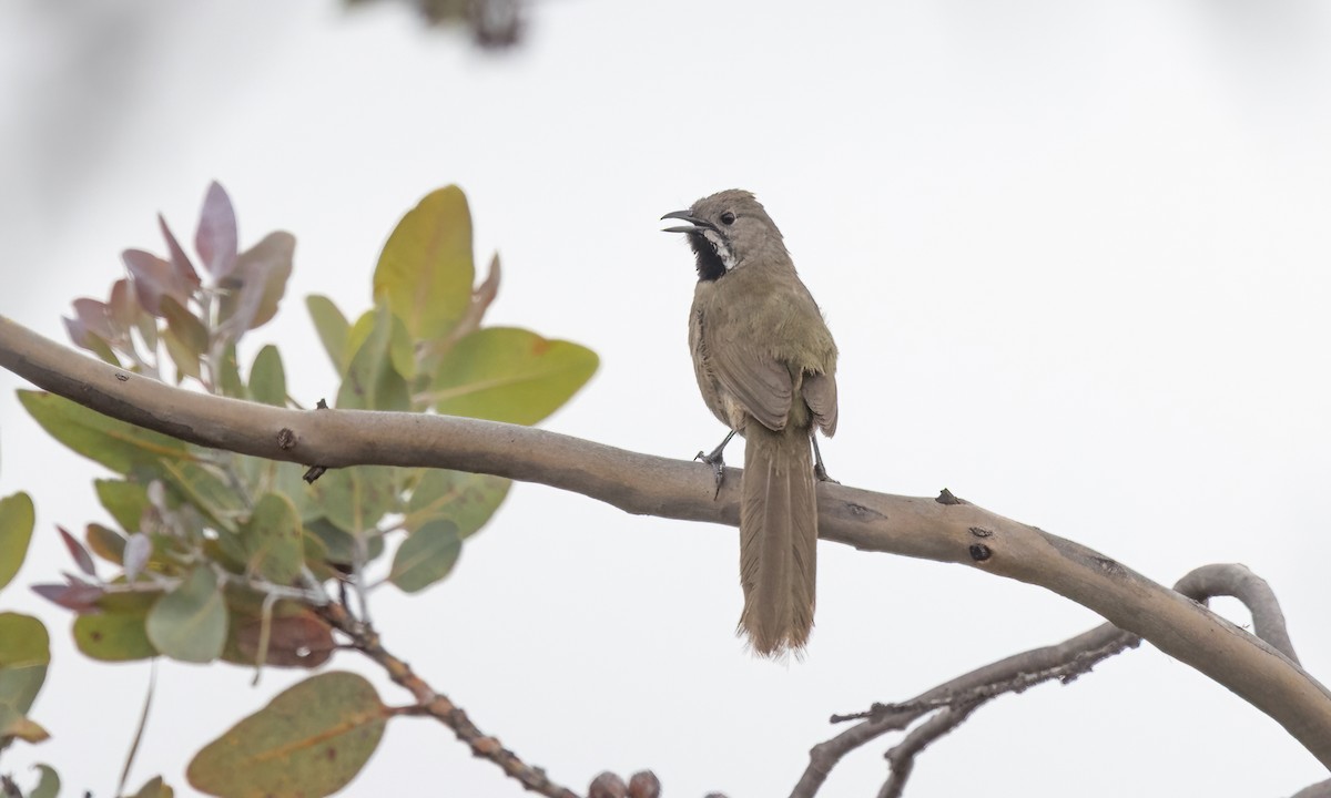 Western Whipbird (Black-throated) - ML646916062