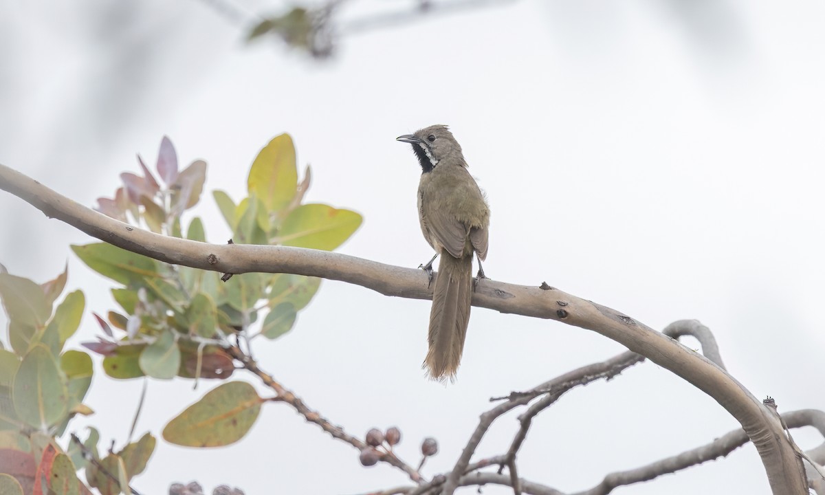 Western Whipbird (Black-throated) - ML646916063