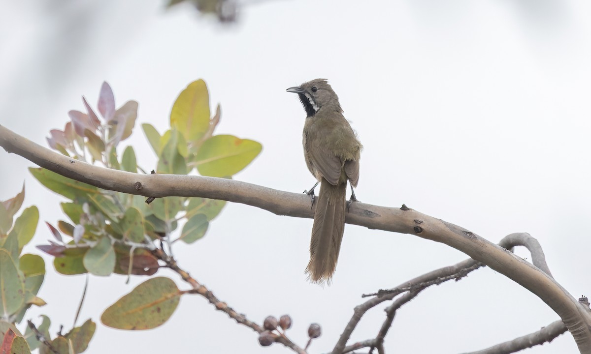 Western Whipbird (Black-throated) - ML646916064