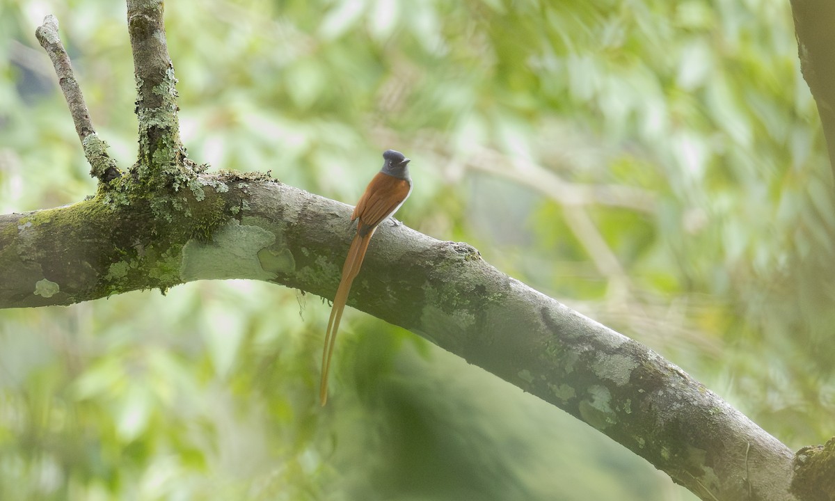 Blyth's Paradise-Flycatcher - ML646916066