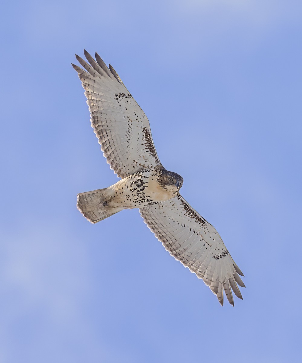 Red-tailed Hawk - ML646916069