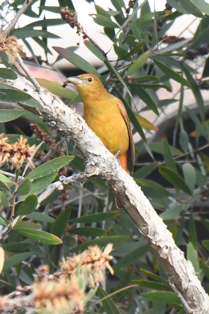 piranga ohnivá - ML646916070