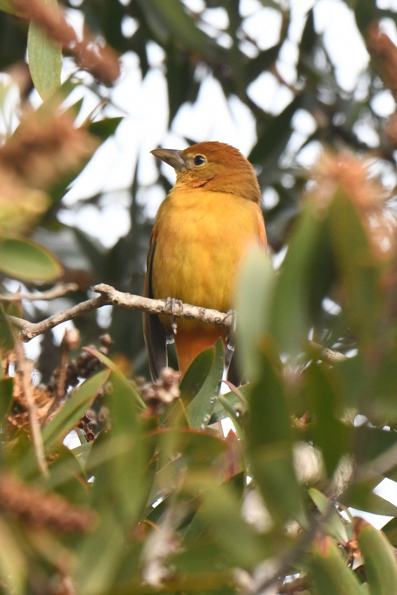 piranga ohnivá - ML646916071