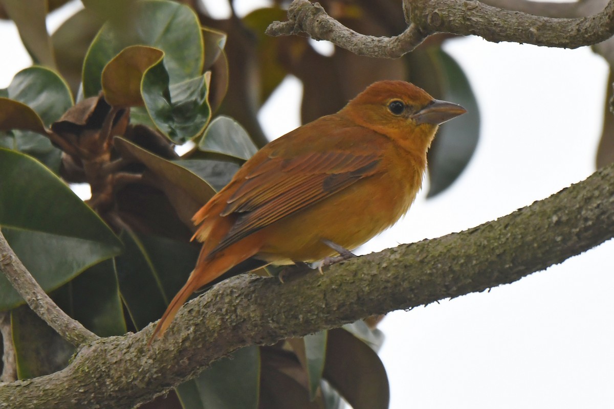 piranga ohnivá - ML646916072