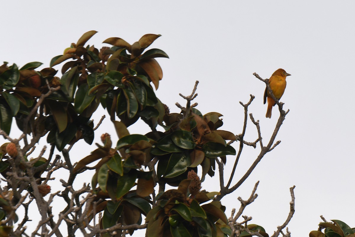 piranga ohnivá - ML646916073