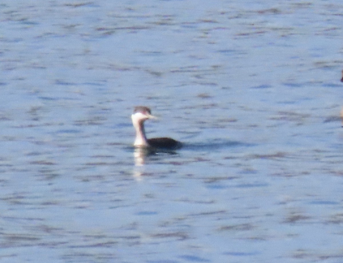 Horned Grebe - ML646916074