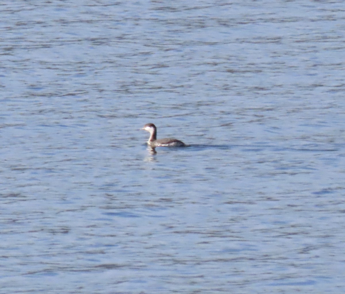 Horned Grebe - ML646916075