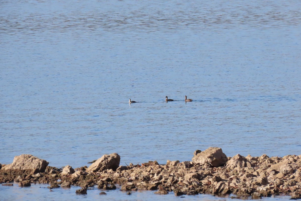 Horned Grebe - ML646916076
