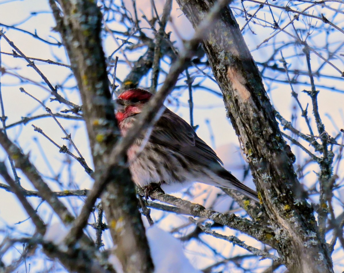 Purple Finch - ML646916077