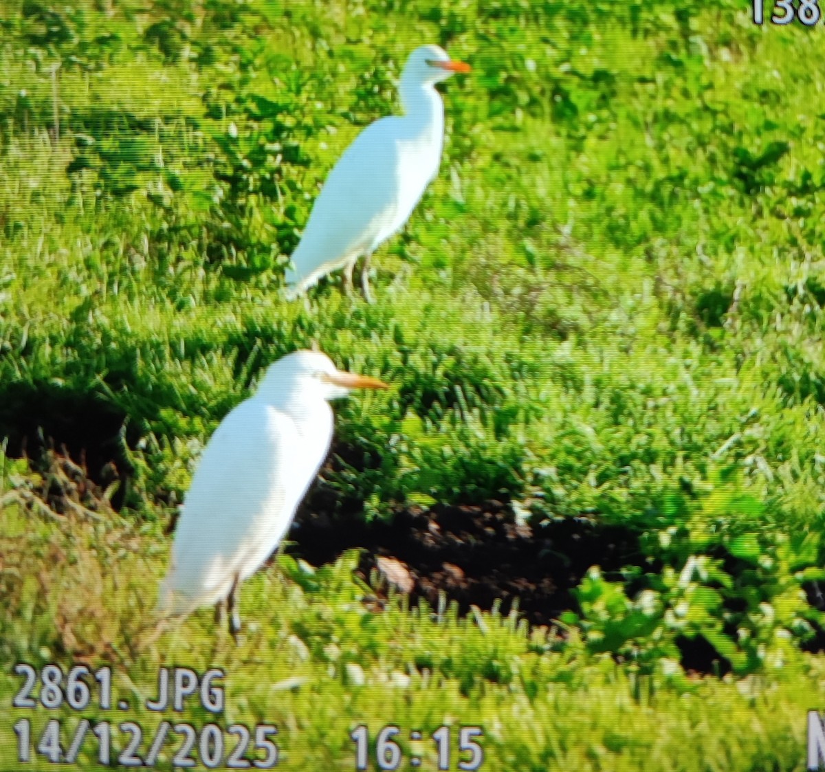 אנפית בקר מערבית - ML646916079