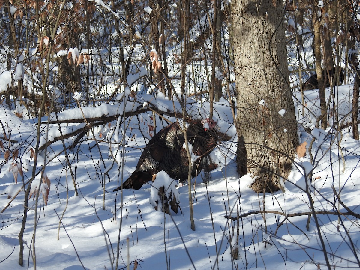 Wild Turkey - ML646916080