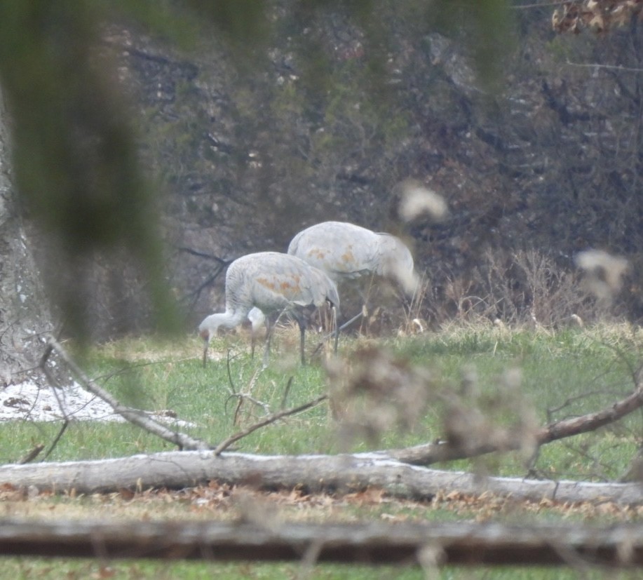Sandhill Crane - ML646916081