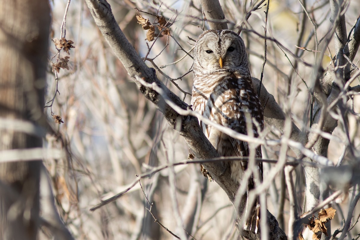 Barred Owl - ML646916082