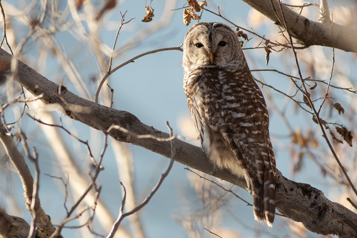 Barred Owl - ML646916083