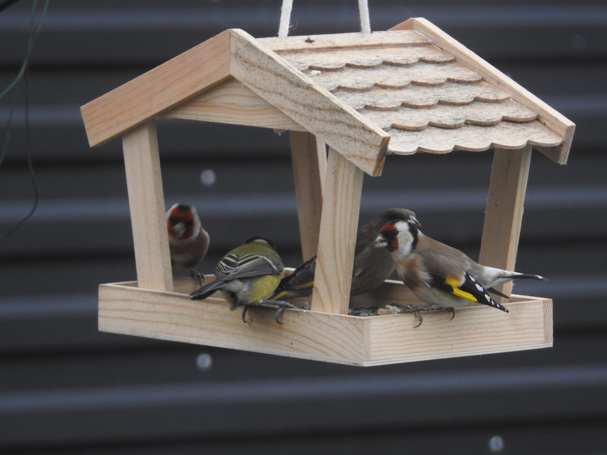 ゴシキヒワ - ML646916085