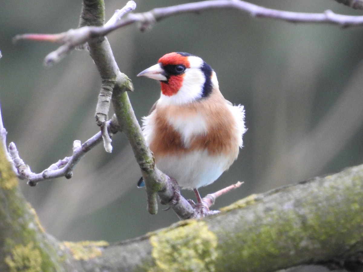 ゴシキヒワ - ML646916086