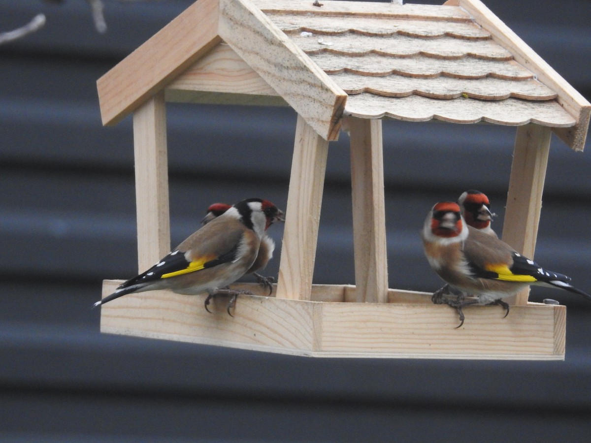 ゴシキヒワ - ML646916087