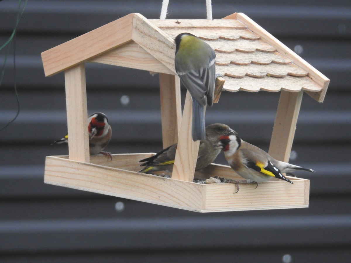 ゴシキヒワ - ML646916088