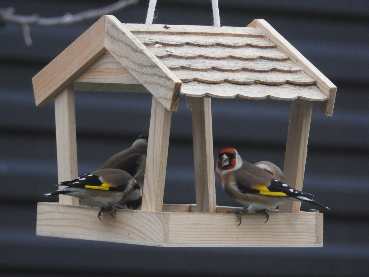 ゴシキヒワ - ML646916089