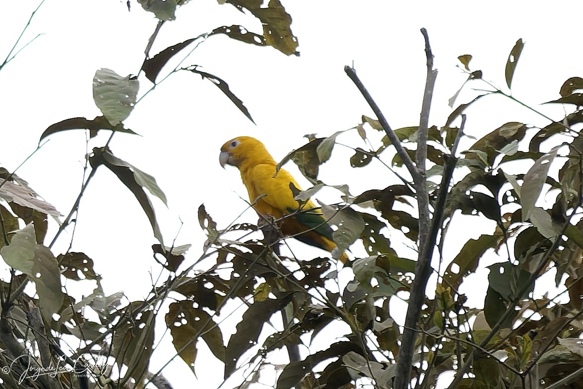 Golden Parakeet - ML646916090