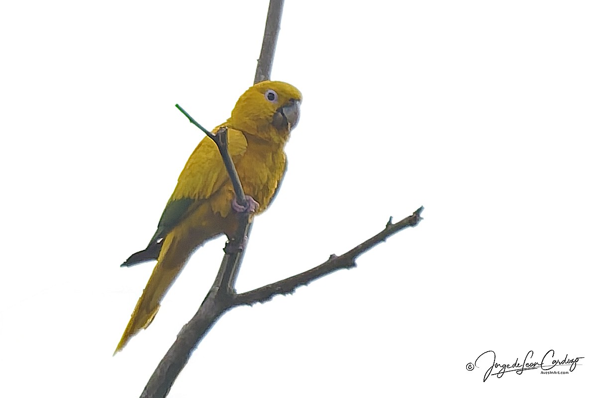 Golden Parakeet - ML646916091